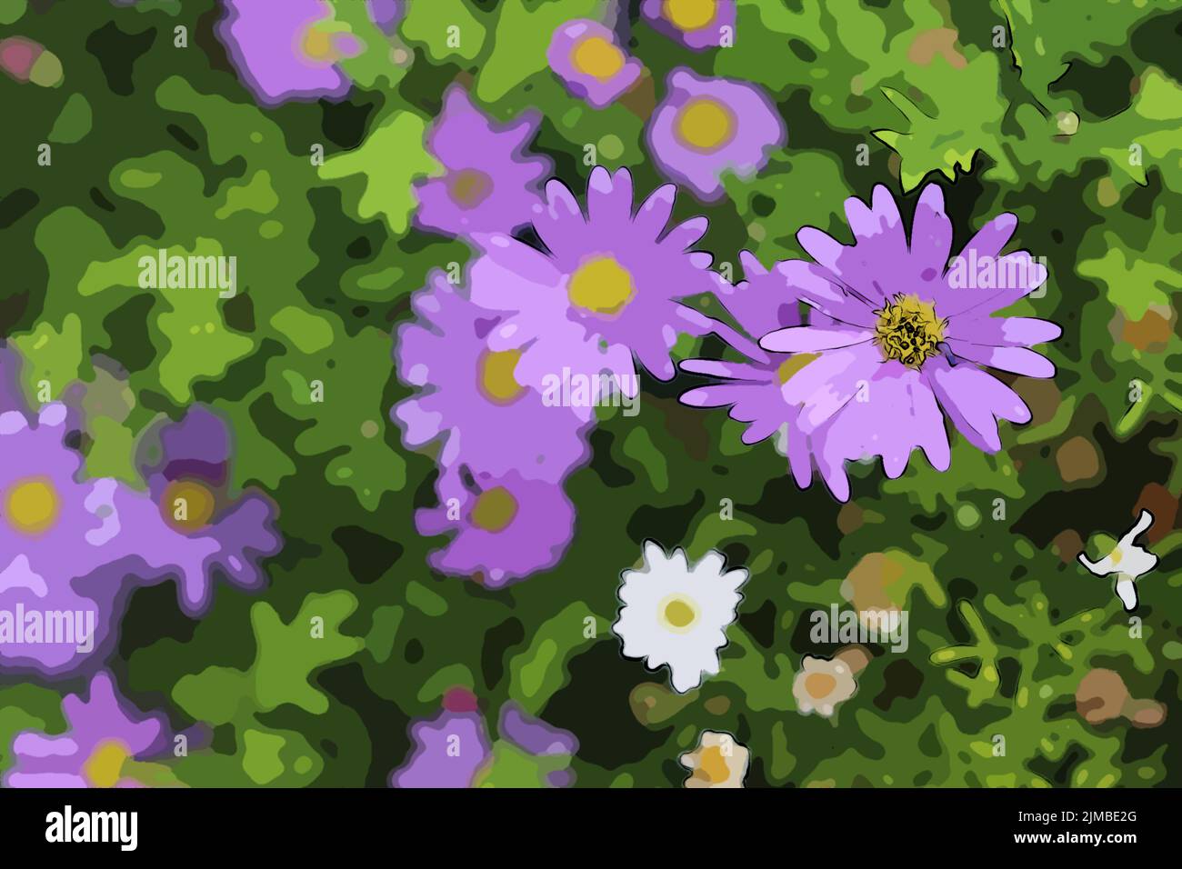 Margherite viola Foto Stock