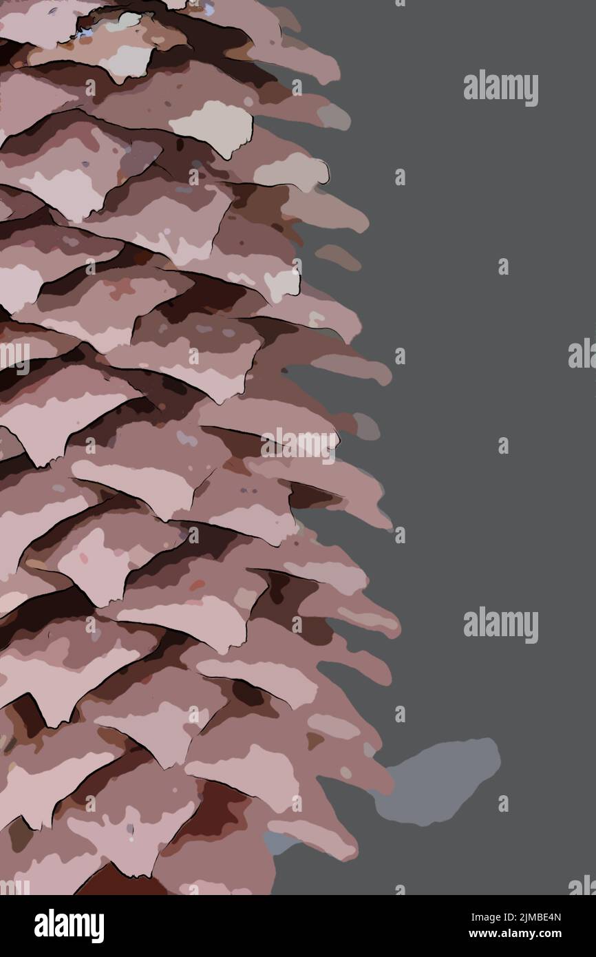 Coni del pino Foto Stock