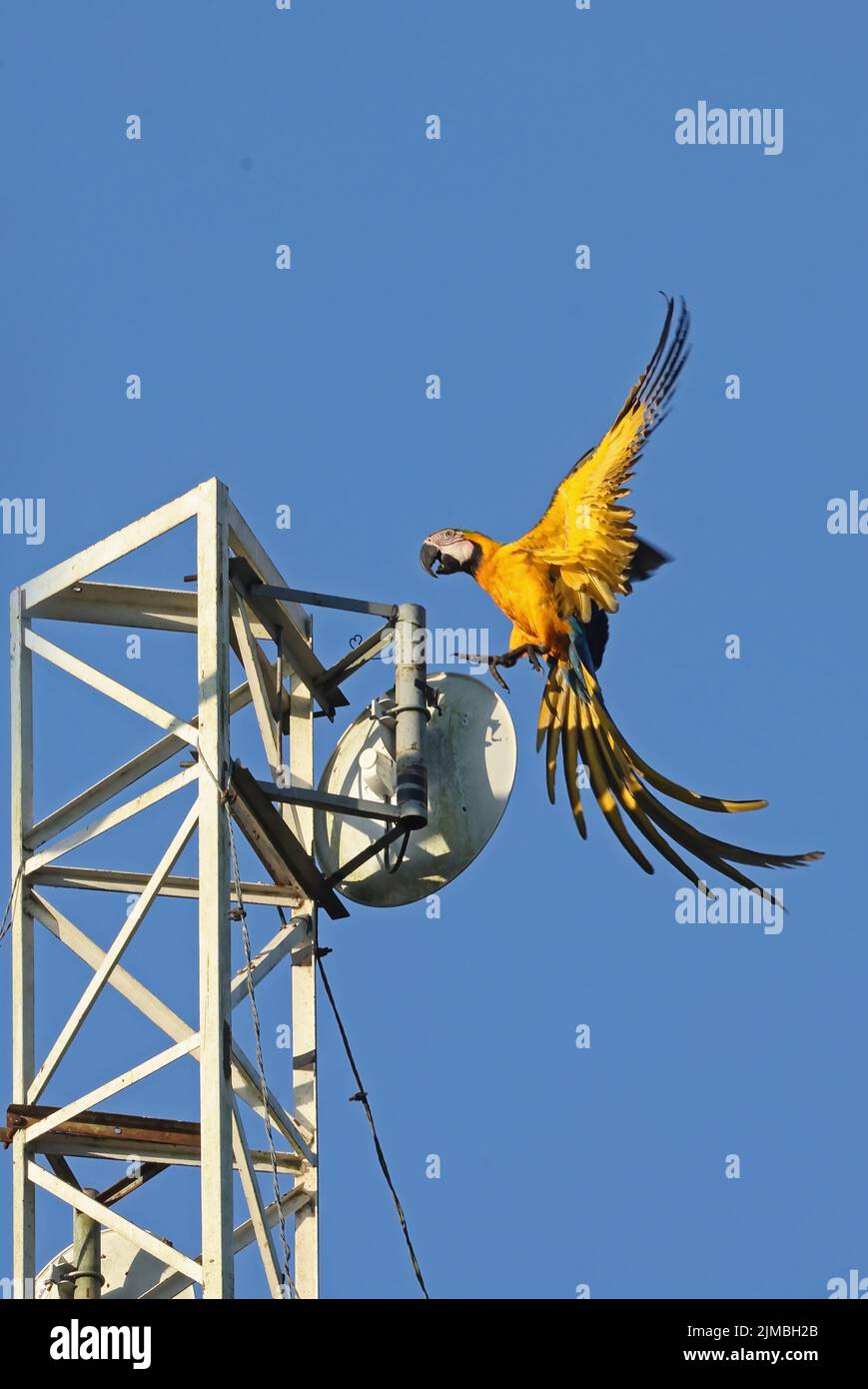 Macaw blu e giallo (Ara ararauna) atterraggio per adulti sull'albero radio Rio Azul, Brasile Luglio Foto Stock