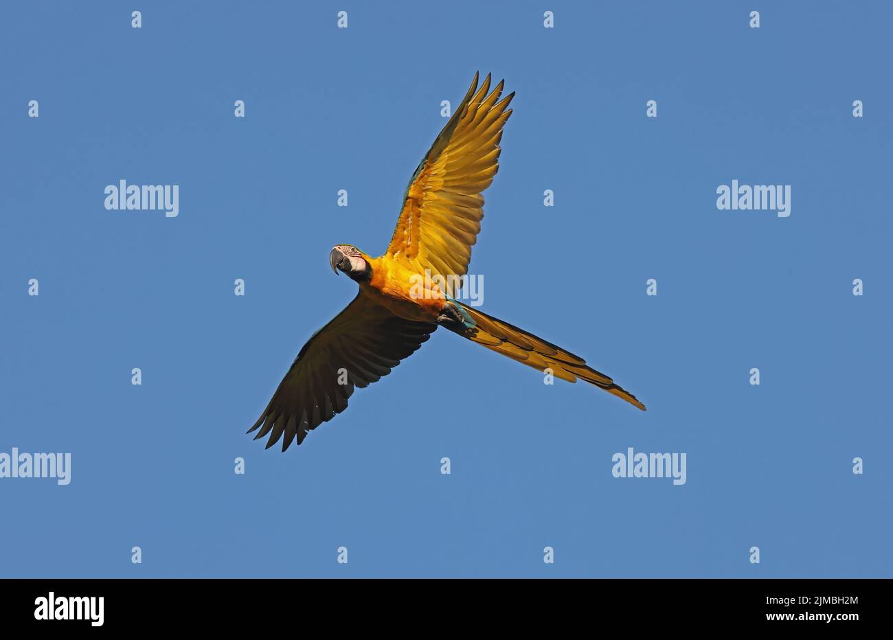 Macaw blu e giallo (Ara ararauna) adulto in volo Rio Azul, Brasile Luglio Foto Stock