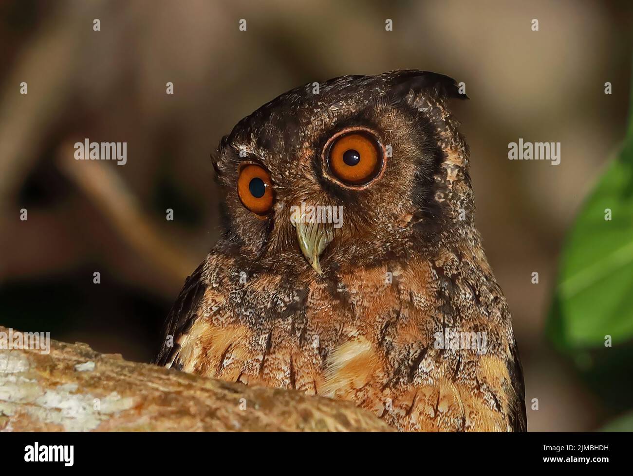 Screech-Owl (Megascops watsomii usta) primo piano di un adulto arroccato sul ramo di notte Rio Azul, Brasile Luglio Foto Stock