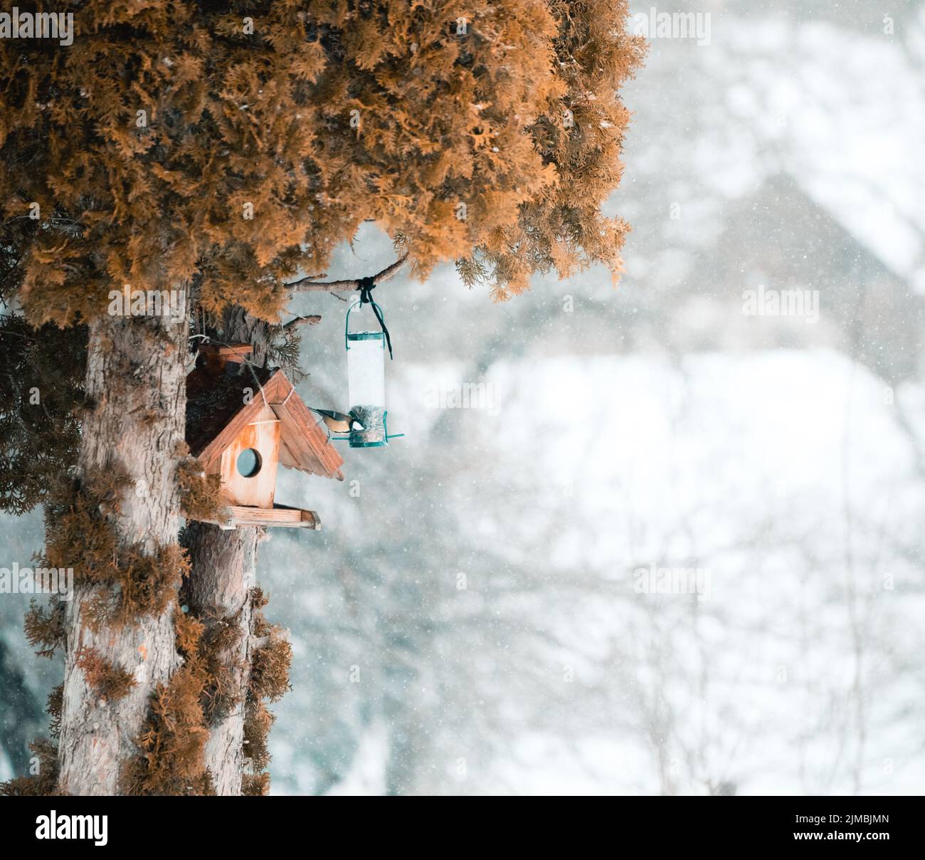 Scena invernale con neve e uccelli. Tranquilla e pacifica nevoso inverno foto della casa di passeri in birdhouse. Foto Stock