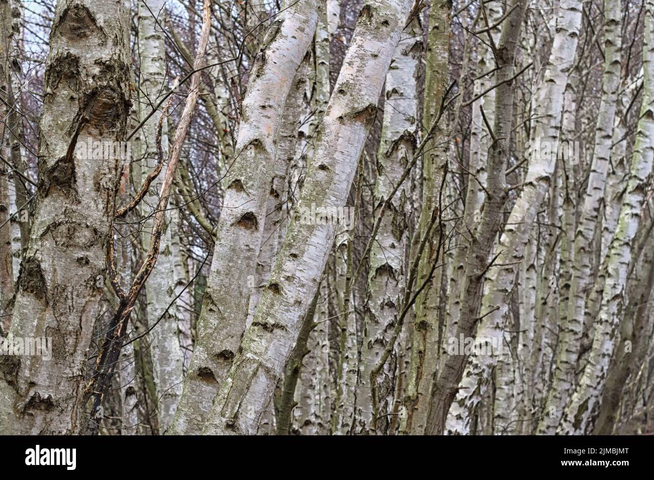 Totes Moor (Dead Moor) - Trunks Birch, Germania Foto Stock