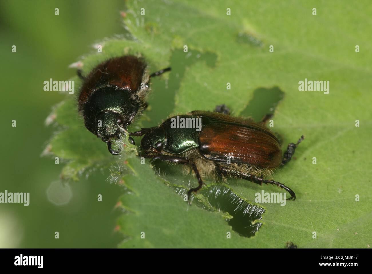 Giugno Beetle Foto Stock