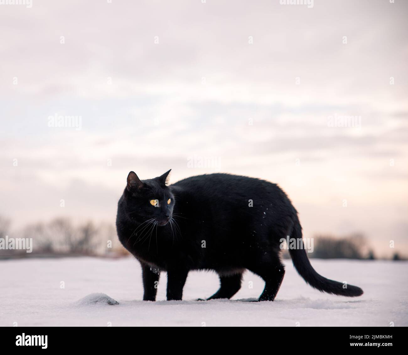 Bel ritratto di gatto nero su sfondo di neve in inverno il paesaggio della scena Foto Stock