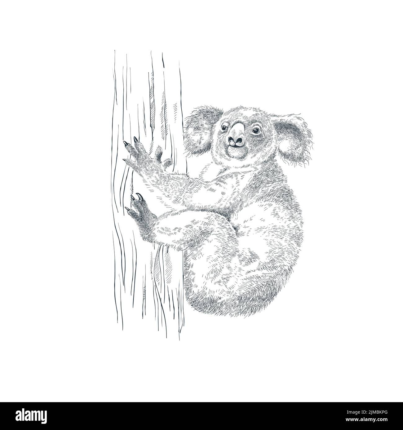 Realistico mano disegnata orso koala su albero Illustrazione Vettoriale