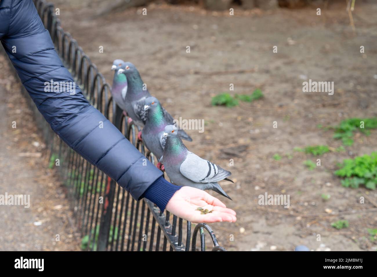 Alimentazione piccioni nel parco. La donna nutre piccioni nel parco di Londra. Foto Stock