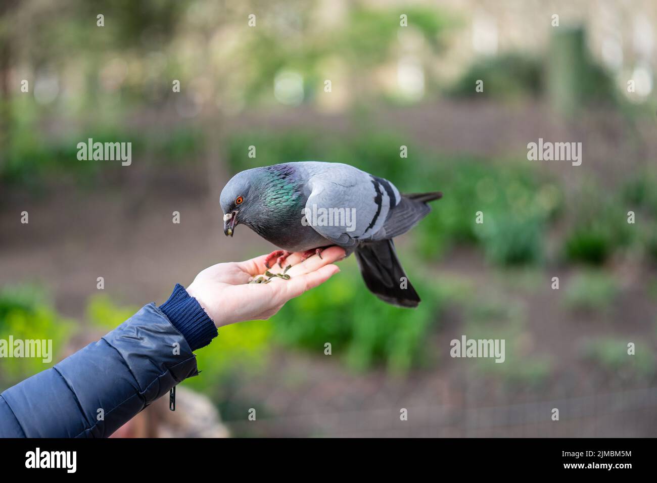 Alimentazione piccioni nel parco. La donna nutre piccioni nel parco di Londra. Foto Stock