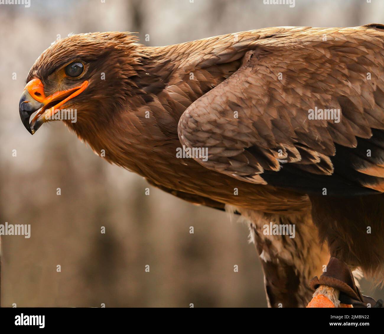 Eagle Foto Stock