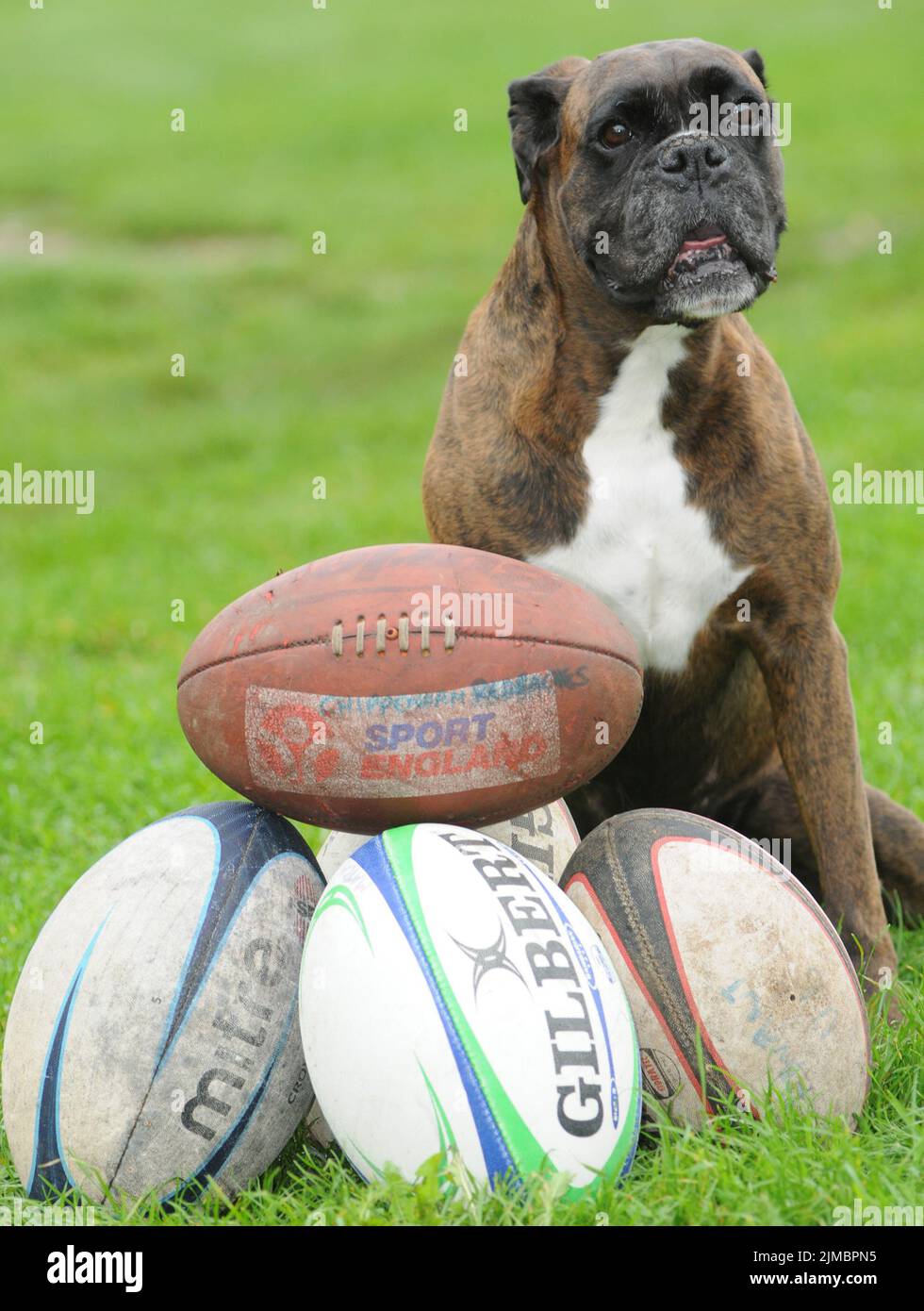 BALL Bess il Boxer è stato dato vita membro del suo club di rugby locale dopo aver salvato LE PALLE Bess il Boxer è stato dato vita membro del suo club di rugby locale dopo aver salvato loro migliaia di sterline trovando le loro palle perse. La brindle di otto anni ha trovato più di 180 palle di rugby in soli tre anni come lei gode le sue passeggiate intorno alla siepe che circonda l'Havant Rugby Club in Hampshire. I proprietari Bryan e sue Perolls sono rimasti stupiti la prima volta che Bess ha trovato una delle £20 palle, pensando di abbaiare a un gatto. Ma ora li trova tutto il tempo e ha salvato il club ove Foto Stock