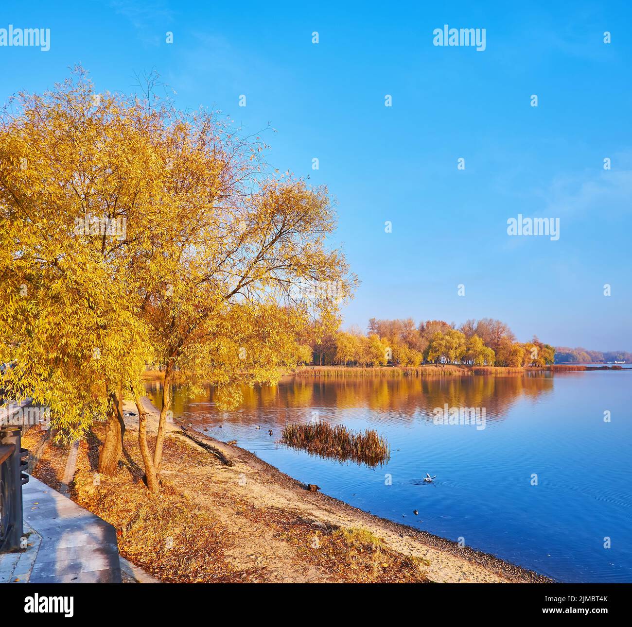 I salici gialli dell'autunno ondeggiano sul vento sulle rive del fiume Dnieper, Obolon, Kyiv, Ucraina Foto Stock