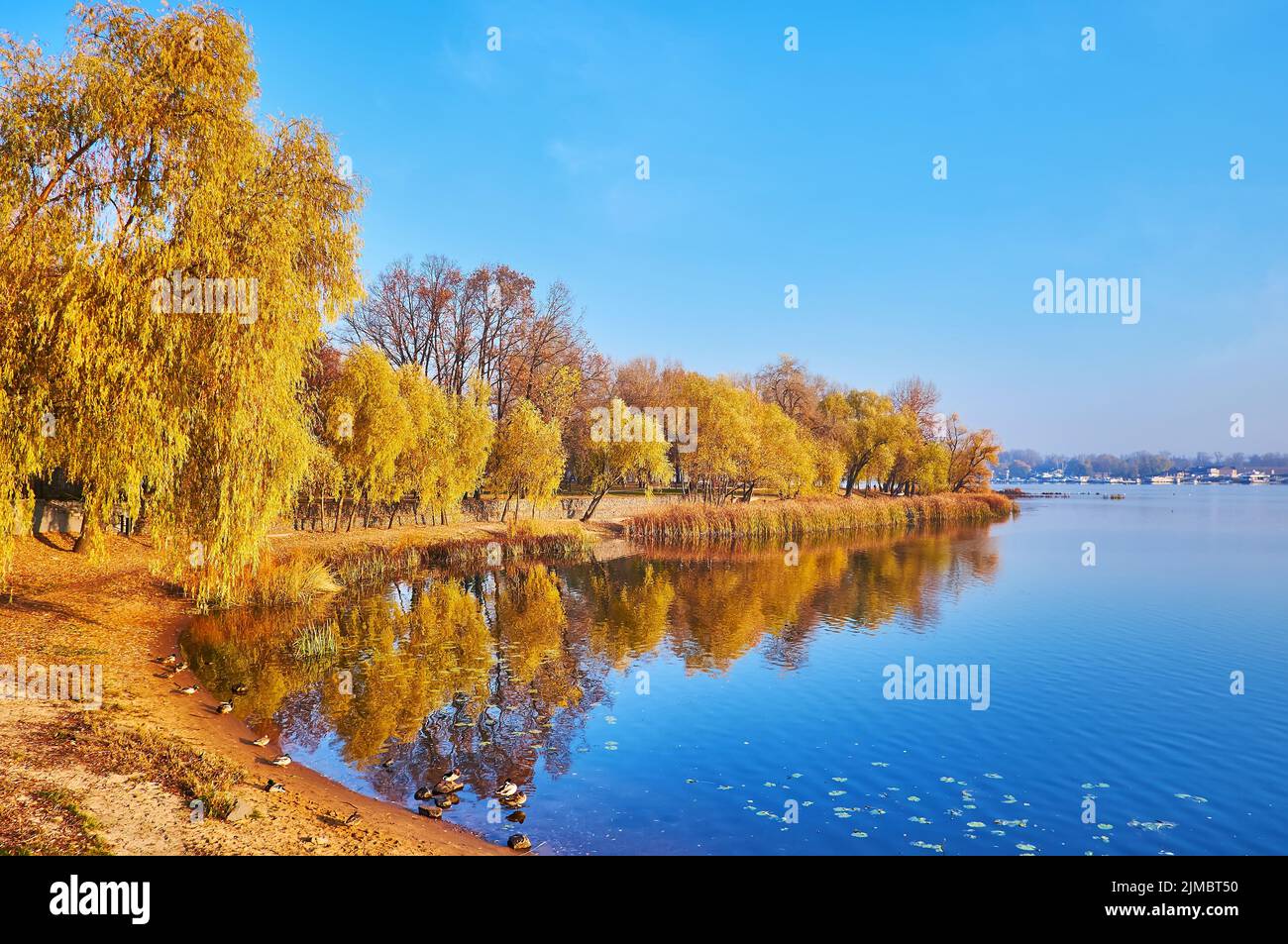 Gli alberi gialli del parco autunnale sul argine del fiume Dnieper, che riflette il cielo blu e le piante colorate, Kiev, Ucraina Foto Stock
