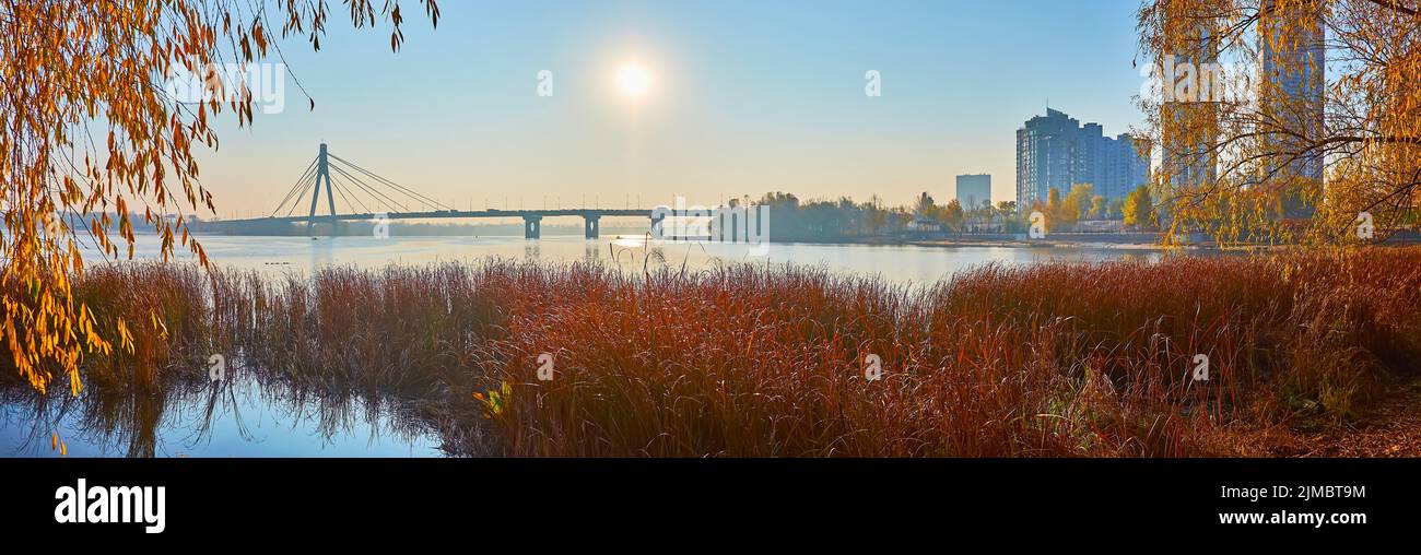 Gli alti salici e le folgore di canne sul fiume Dnieper in luce brillante all'alba retroilluminazione, Kiev, Ucraina Foto Stock