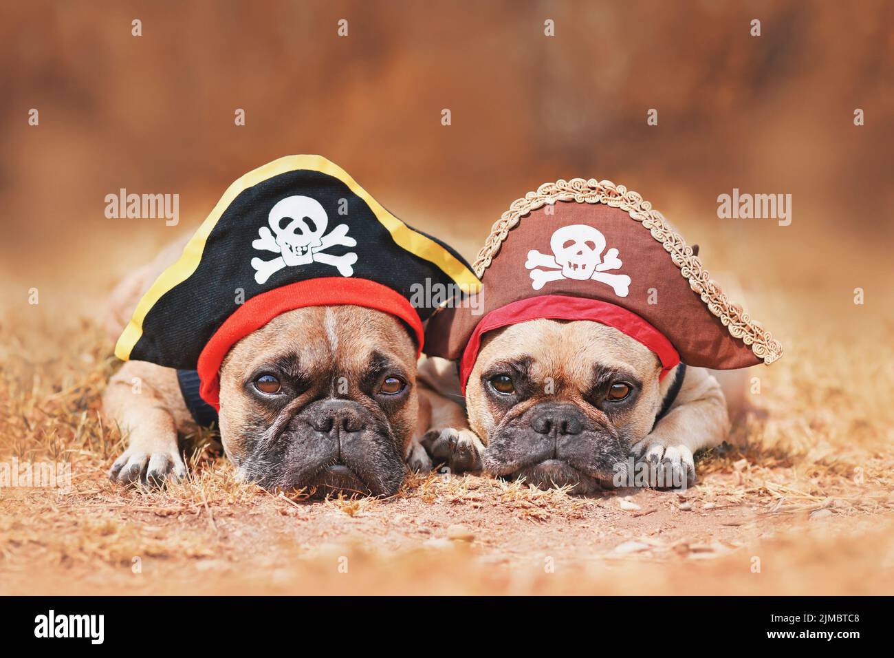 Cani Bulldog francesi che indossano cappelli in costume pirata di Halloween Foto Stock