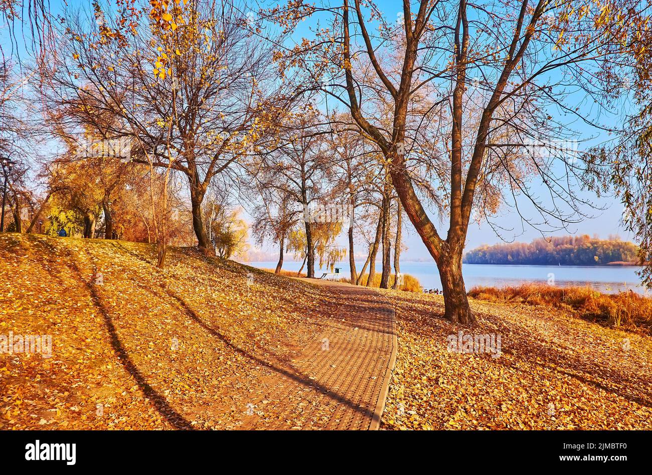 Il tappeto di fogliame giallo secco sul terreno in autunno lungo il fiume Natalka parco con il fiume Dnieper in background, Obolon, Kiev, Ucraina Foto Stock