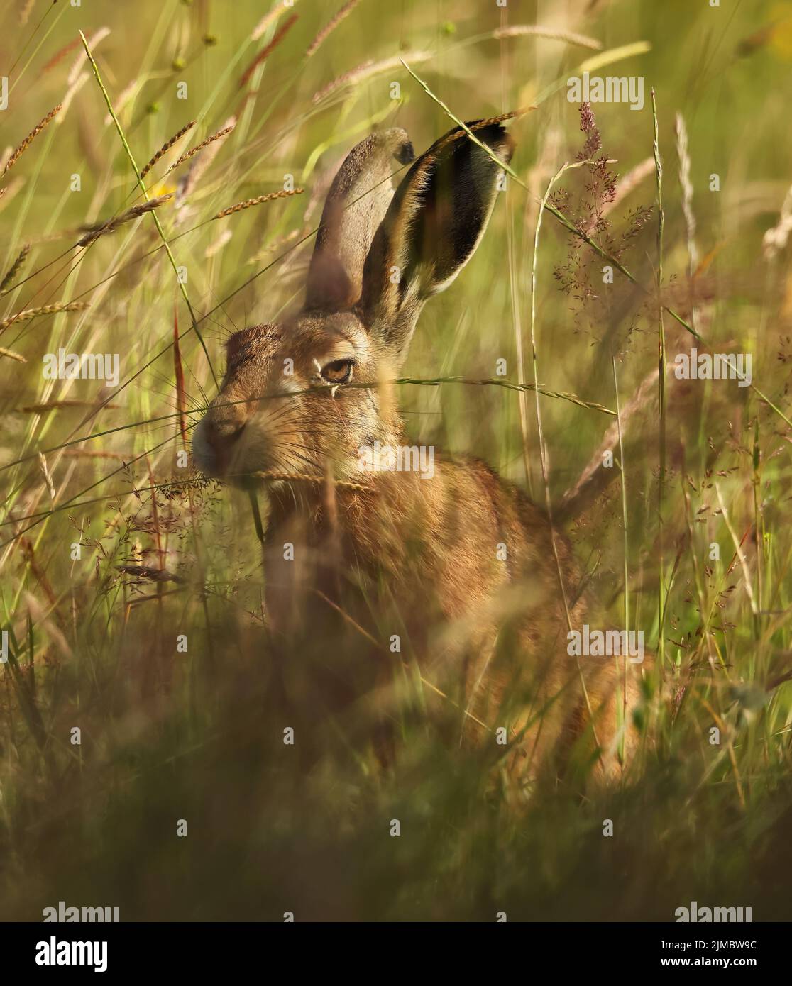 Una Lepre marrone in erba lunga nel Cotswold Hills Gloucestershire Regno Unito Foto Stock