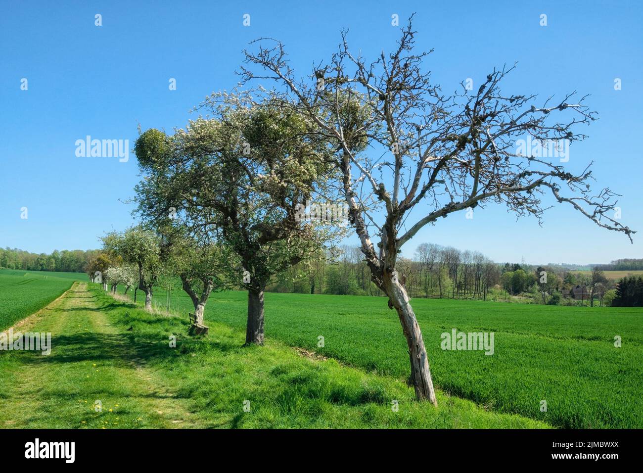 Bad MÃ¼nder - vecchi alberi da frutto sul percorso, Germania Foto Stock