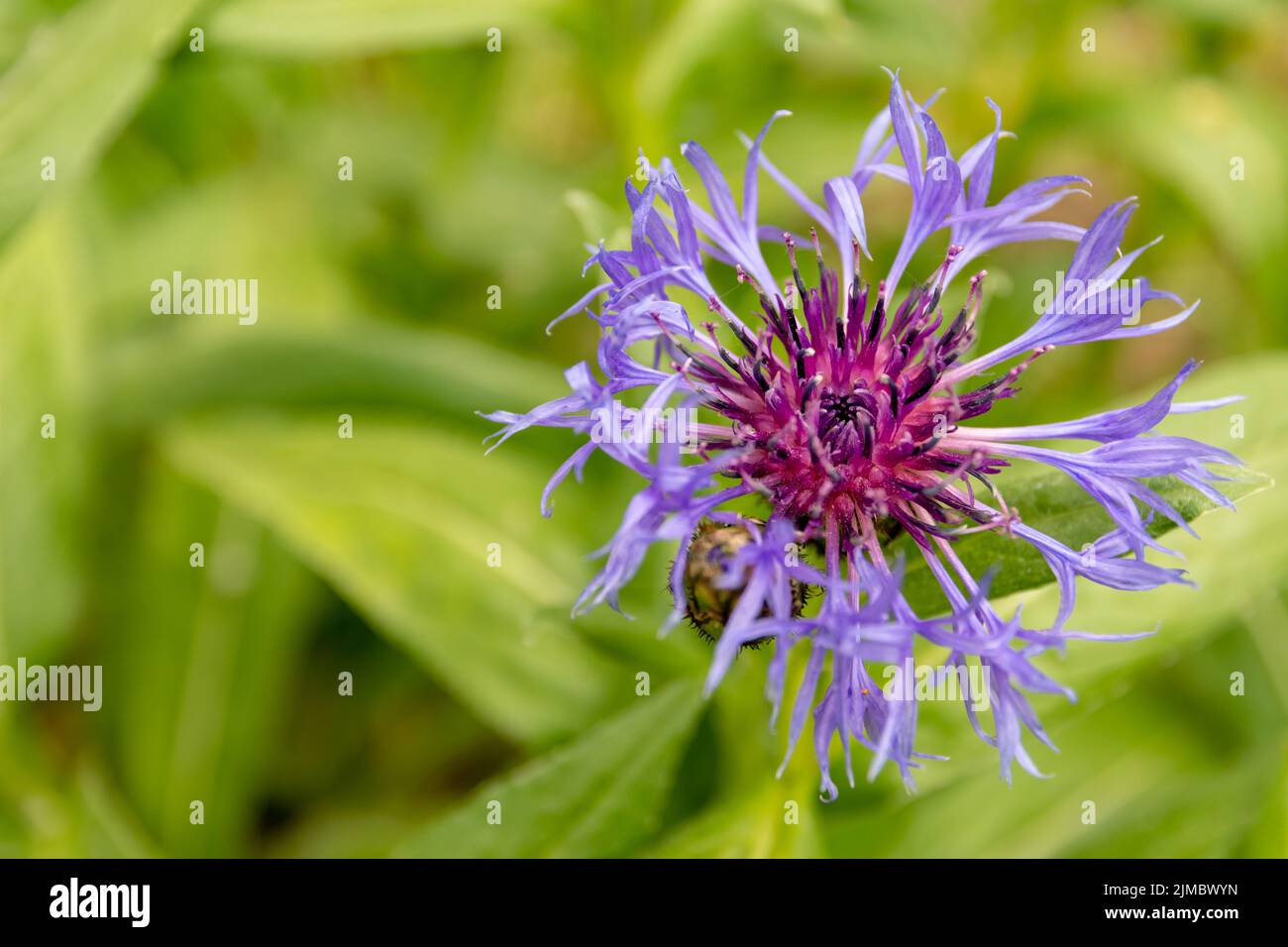 Bella infiorescenza con fiori blu Foto Stock