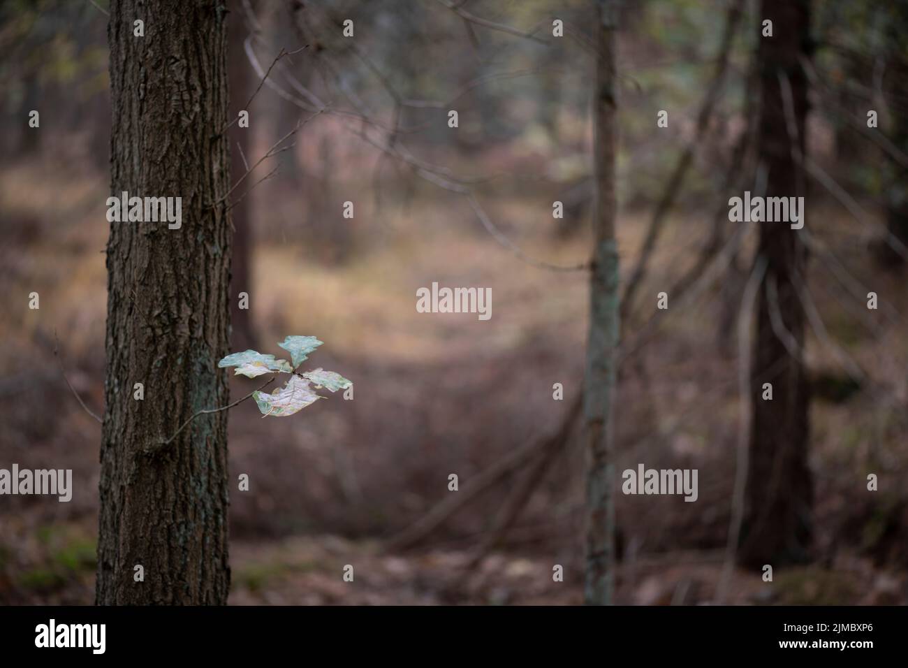 L'ultimo parte ad un albero in una foresta autunnale Foto Stock