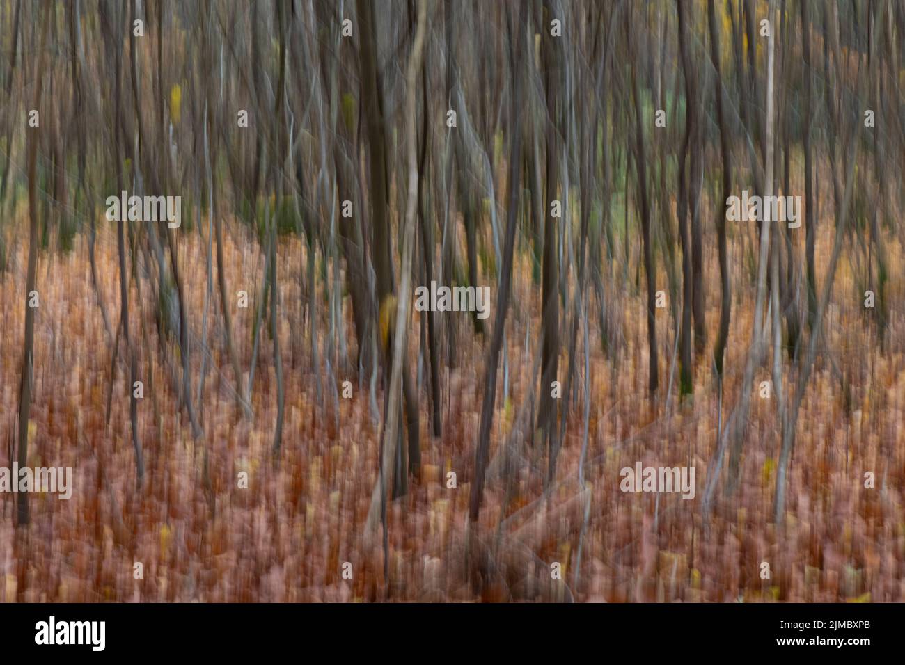 Alberi autunnali astratti in una foresta Foto Stock