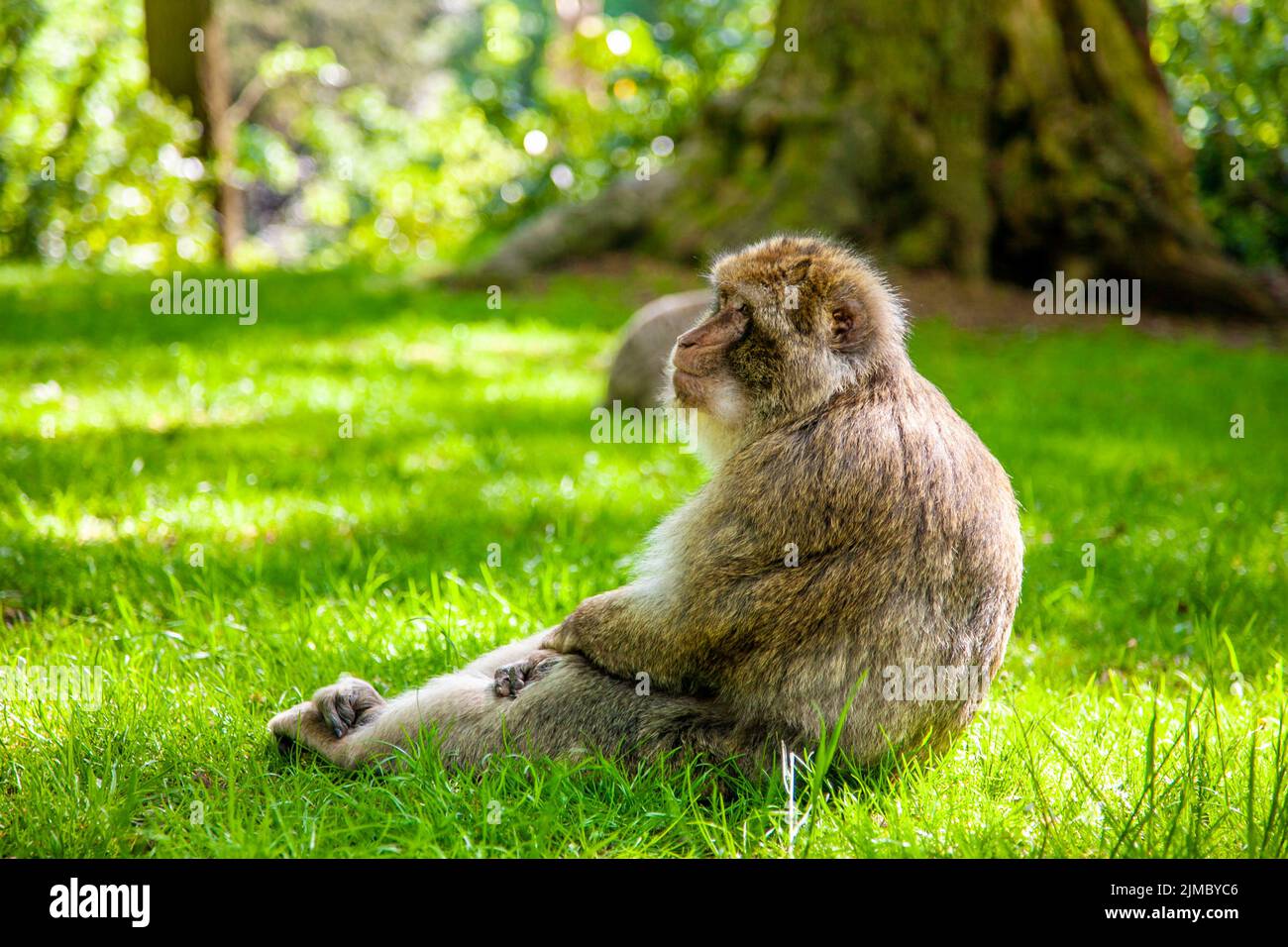 Scimmia macaque di Barbary (macaque di Barbary) seduta sull'erba alla Foresta delle scimmie di Trentham, Stoke-on-Trent, Staffordshire, Regno Unito Foto Stock