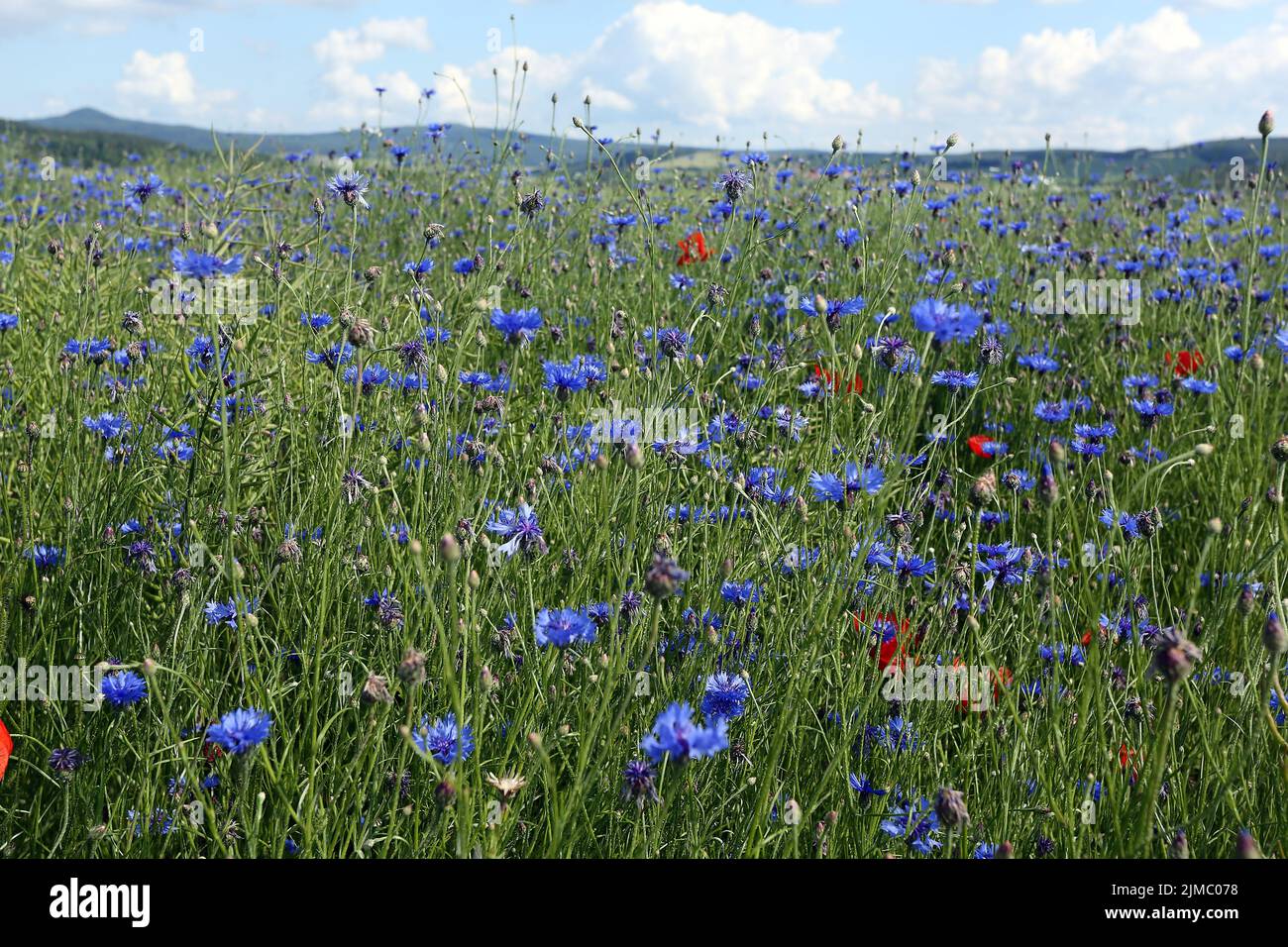 Papavero seme, papavero, Papaver dubium L. Foto Stock