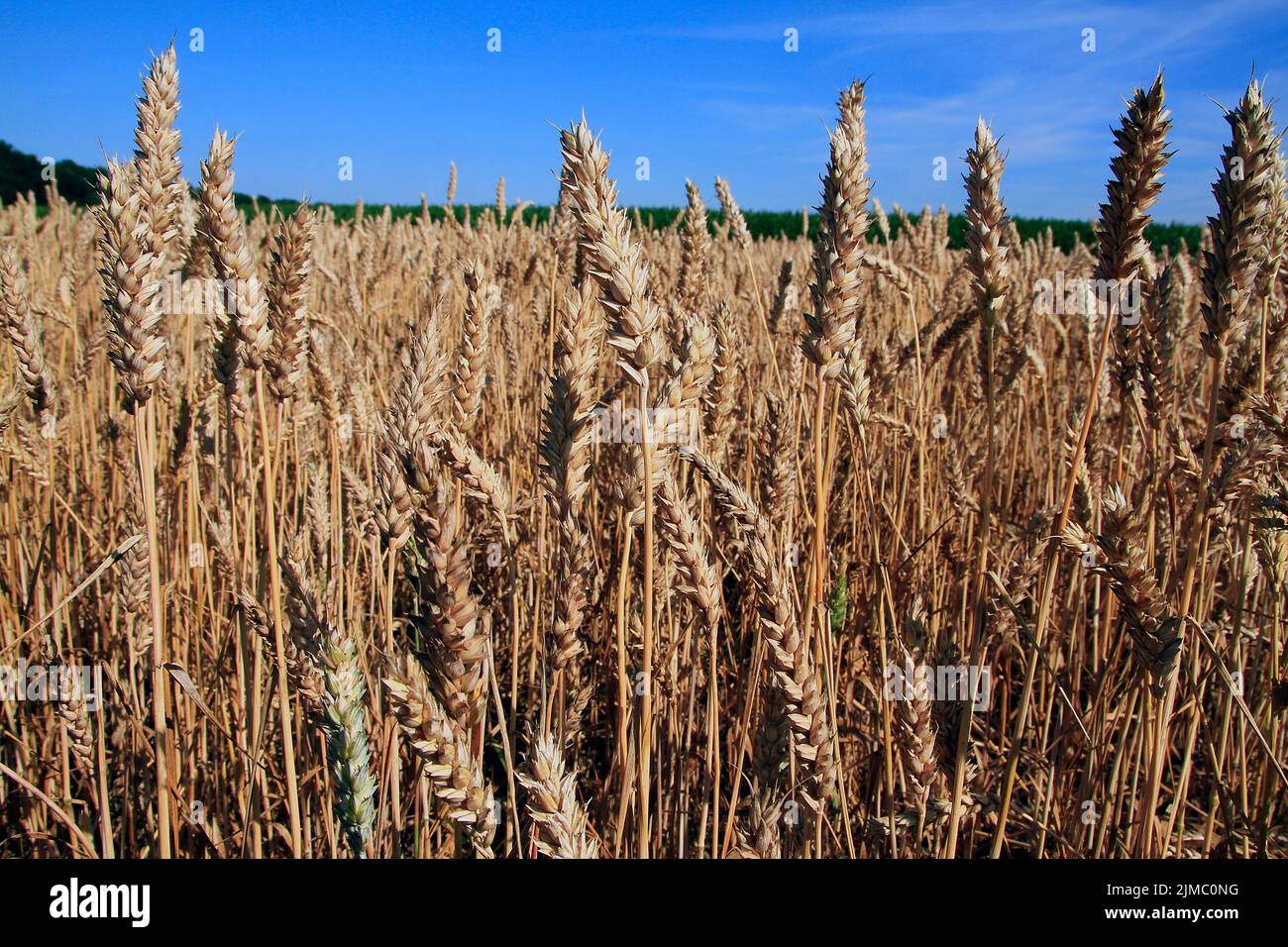 Ein Weizenfeld a Beckedorf. Der Weichweizen (Triticum aestivum L.) wird am häufigsten angebaut und hat damit die größere Verbreitung. Beckedorf, Nied Foto Stock