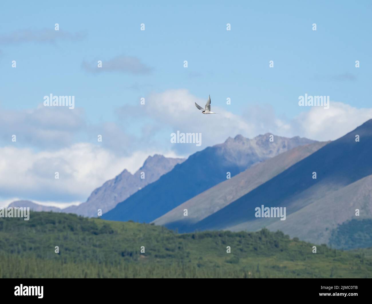 La luce e le ombre del paesaggio ad alto contrasto creano uno scenario spettacolare in Alaska Foto Stock