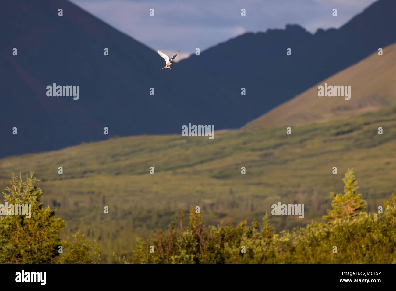 La luce e le ombre del paesaggio ad alto contrasto creano uno scenario spettacolare in Alaska Foto Stock