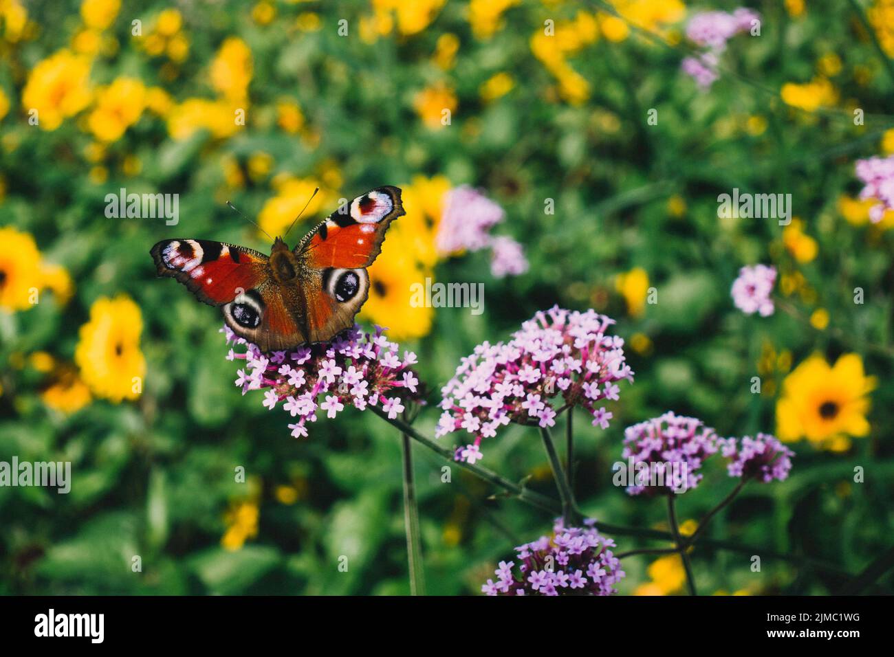 Pavone europeo, Butterfly Aglais io in città parco urbano giardino di fiori Foto Stock