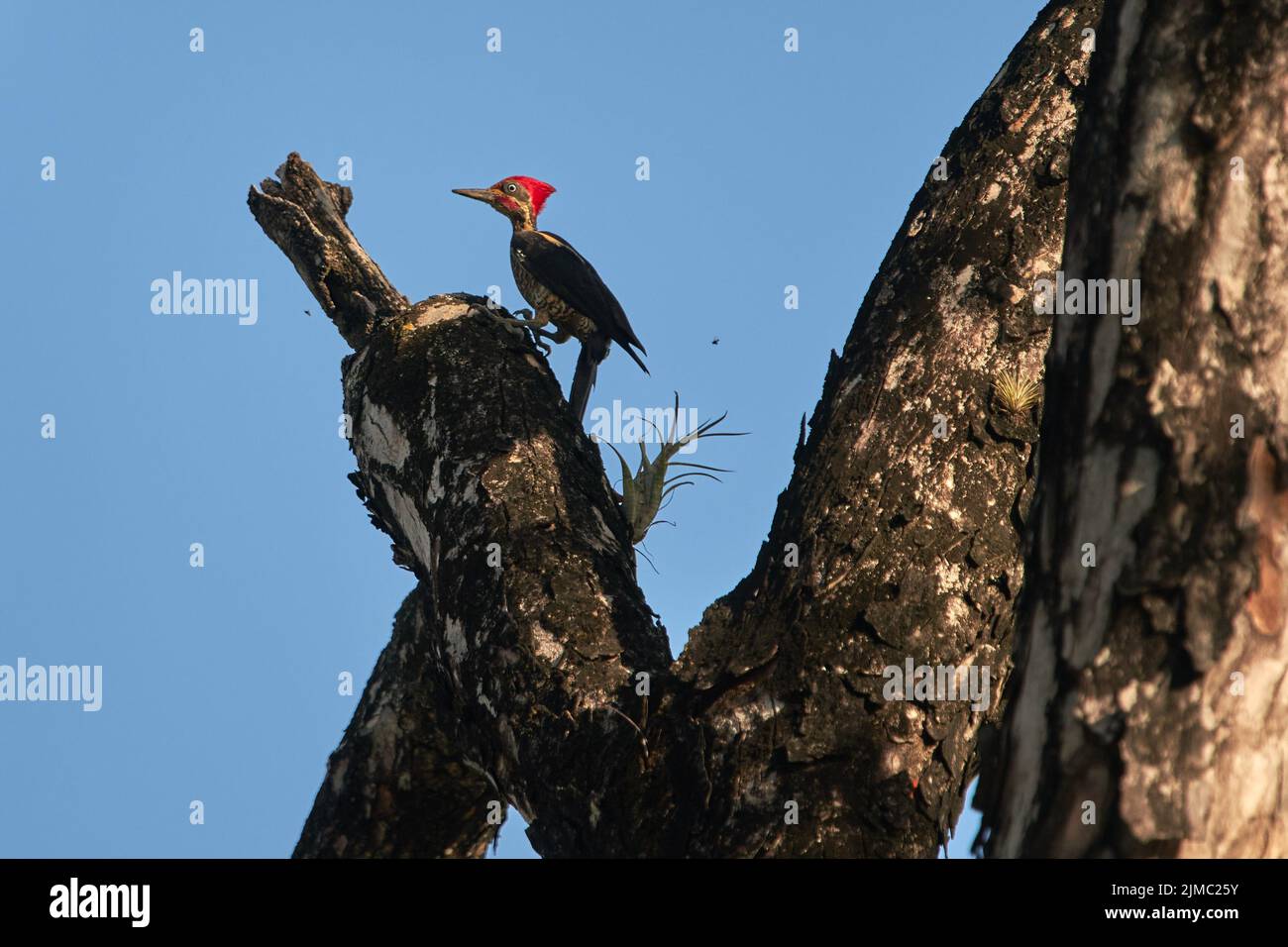 Un colpo a basso angolo di un picchio in avorio sul ramo rotto di un albero Foto Stock