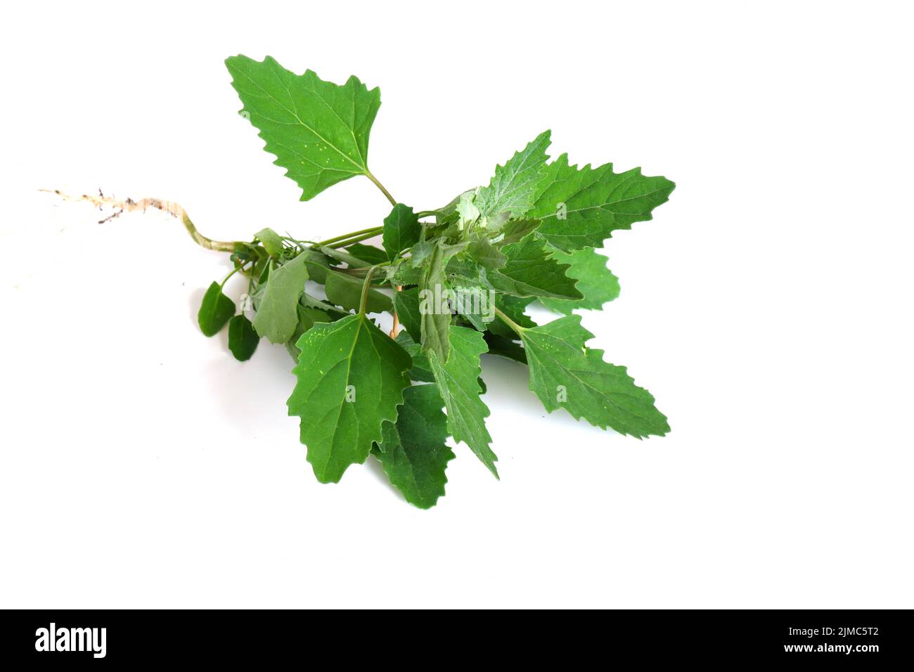 Foglie verdi di quinoa, pigweeed su sfondo bianco. Pianta medicinale per la produzione di tinture medicinali. Foto Stock