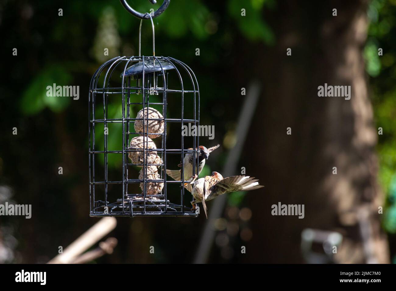 Uccelli in volo che mangiano polpette o cibo per uccelli in un giardino selvatico e ipercresciuto. Passeri che competono per cibo Foto Stock