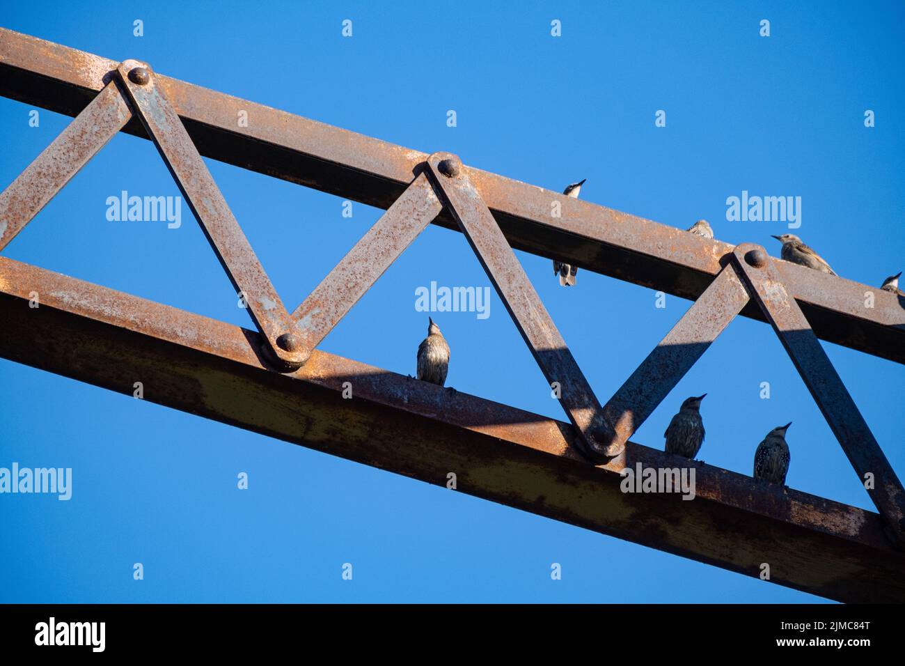 Struttura a ponte in acciaio con uccelli contro un cielo blu Foto Stock