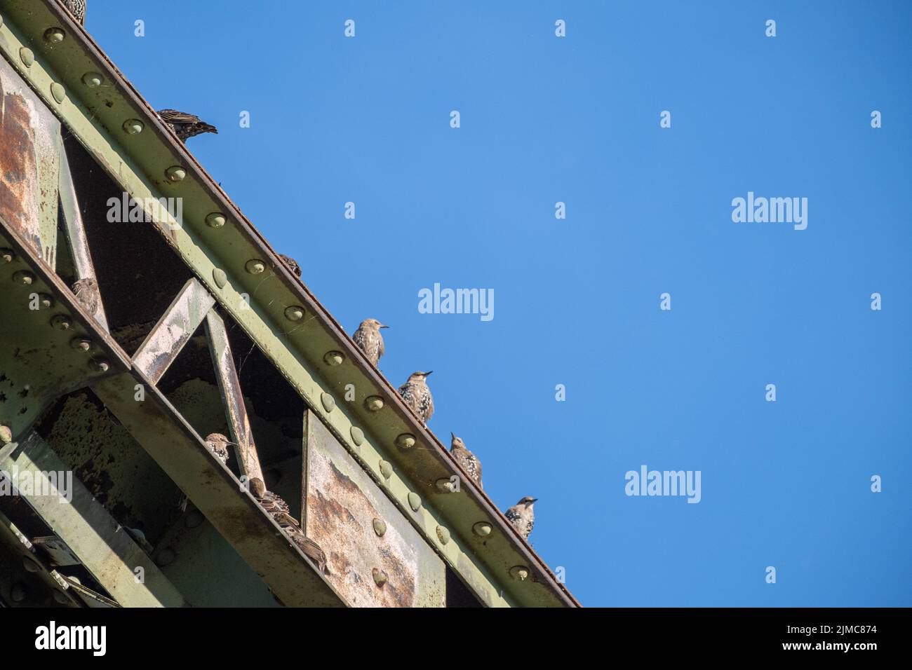 Struttura a ponte in acciaio con uccelli contro un cielo blu Foto Stock