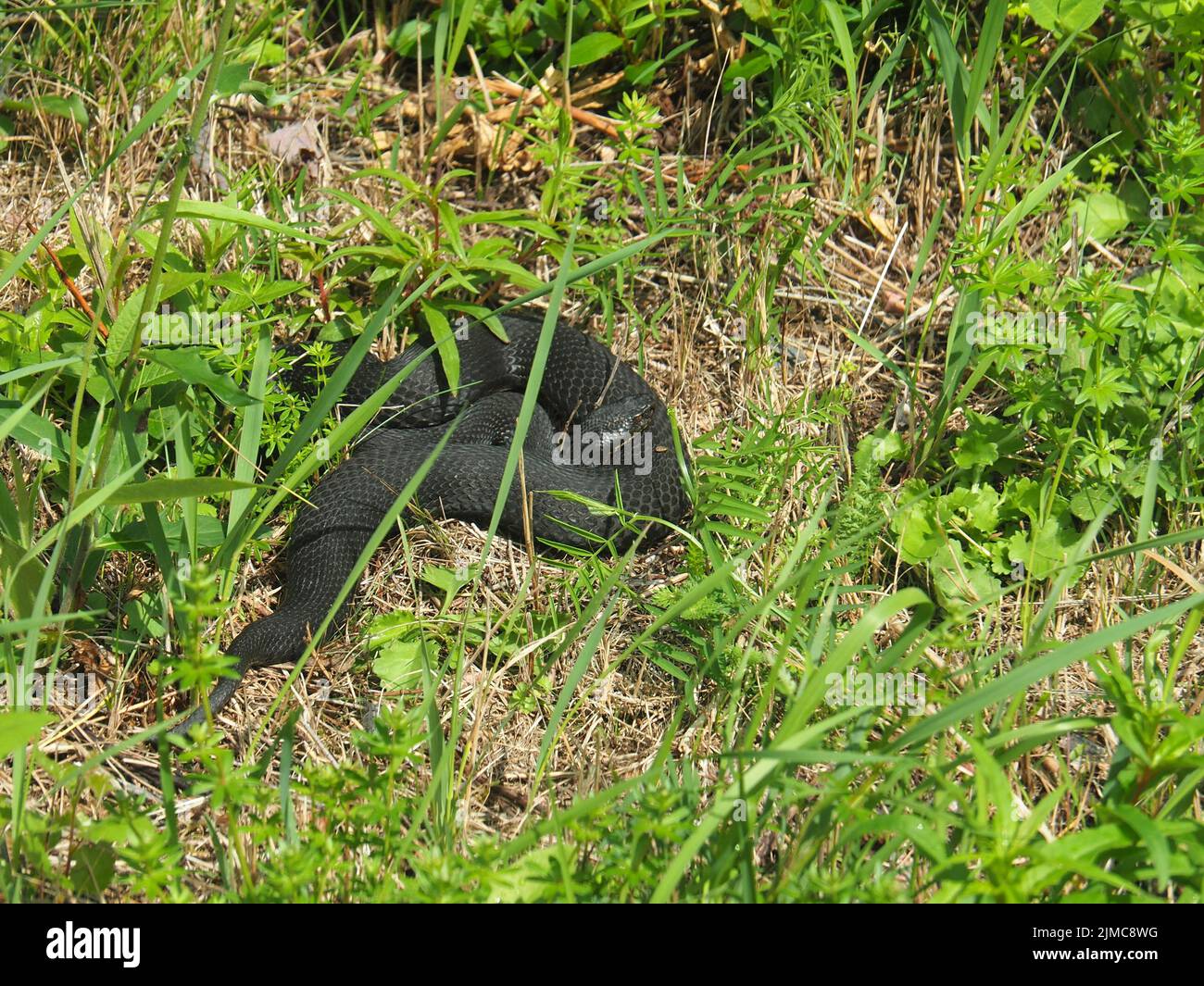 Sommatore nero, vipera berus, Foto Stock