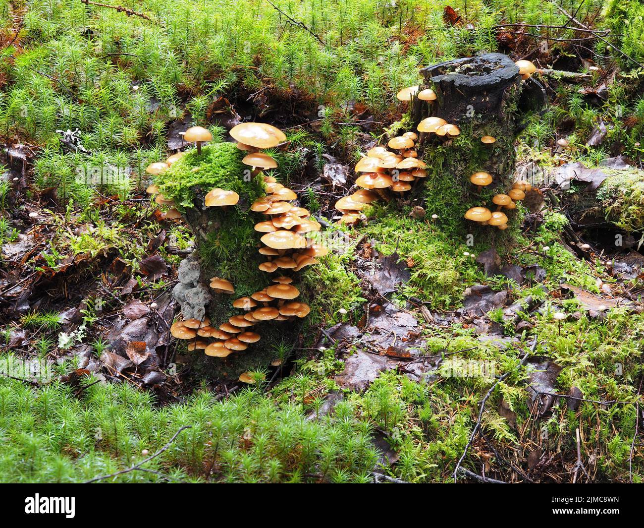 Inguainato, woodtuft Kuehneromyces mutabilis Foto Stock