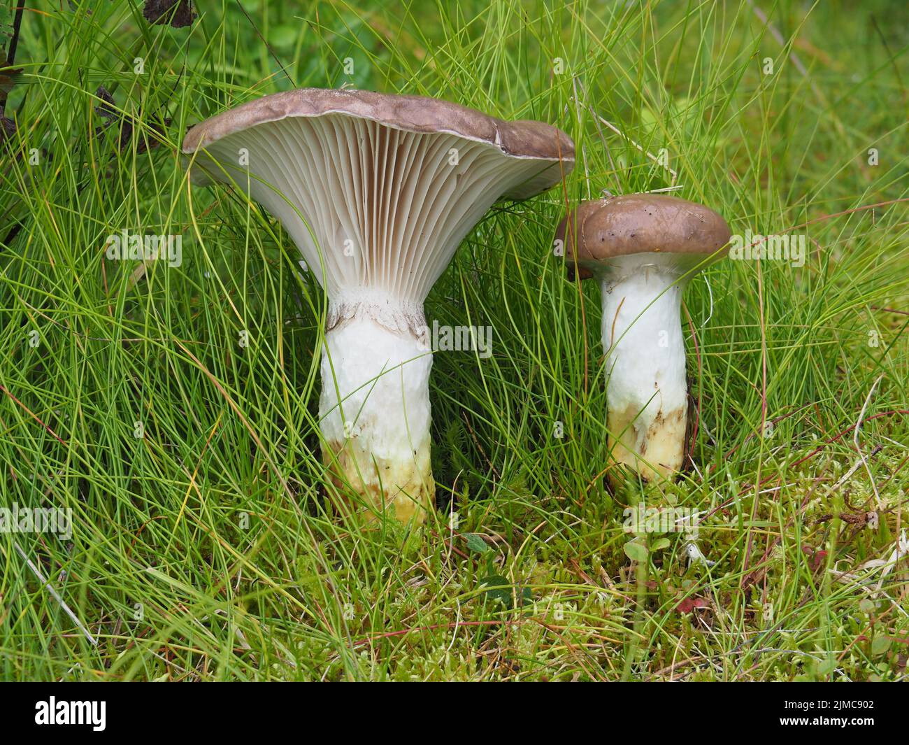 Cappuccio sottile, glutini gomfidi Foto Stock