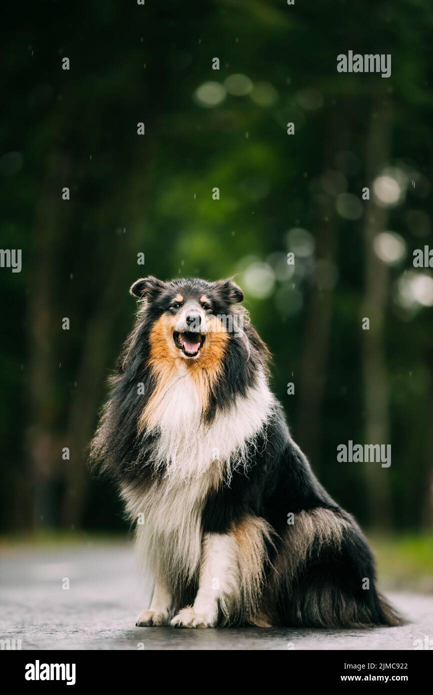 Tricolore Collie, divertente Scottish Collie, Long-Haired Collie, Inglese Collie, Lassie Dog Outdoors in Summer Day. Verticale. Nero e marrone chiaro e pelliccia bianca Foto Stock