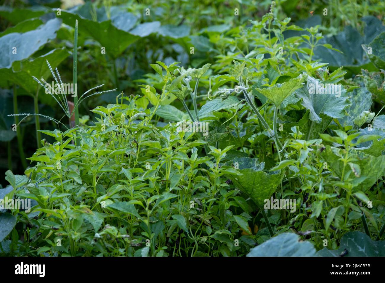 Basilico santo, erbe con fiori di basilico nel giardino Foto Stock