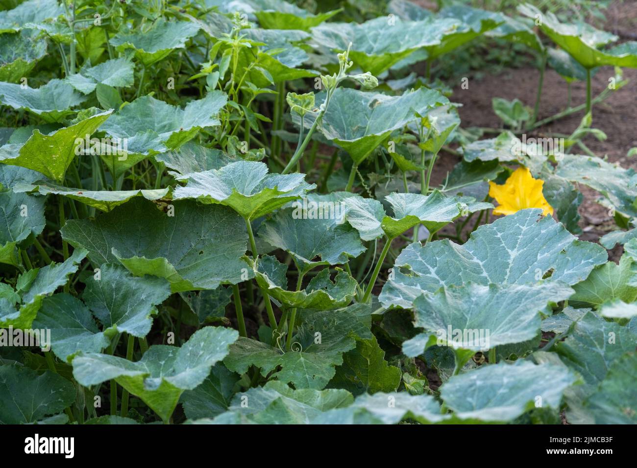 Vite di zucca nel giardino. Estate giorno di sole.due diversi tipi di vite di zucca Foto Stock