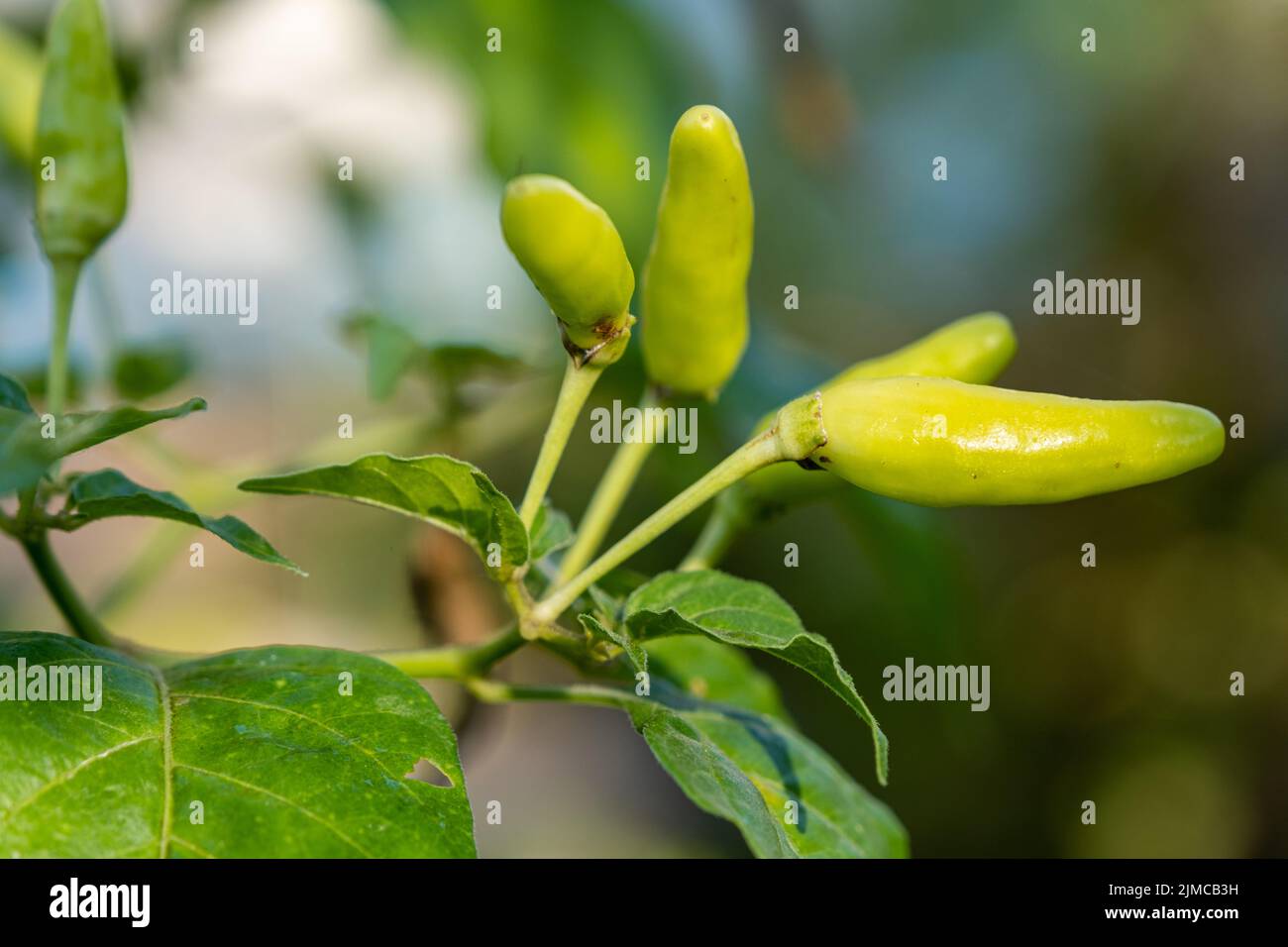 Il selezionare la messa a fuoco immagine ravvicinata di un peperoncino verde albero nel giardino Foto Stock