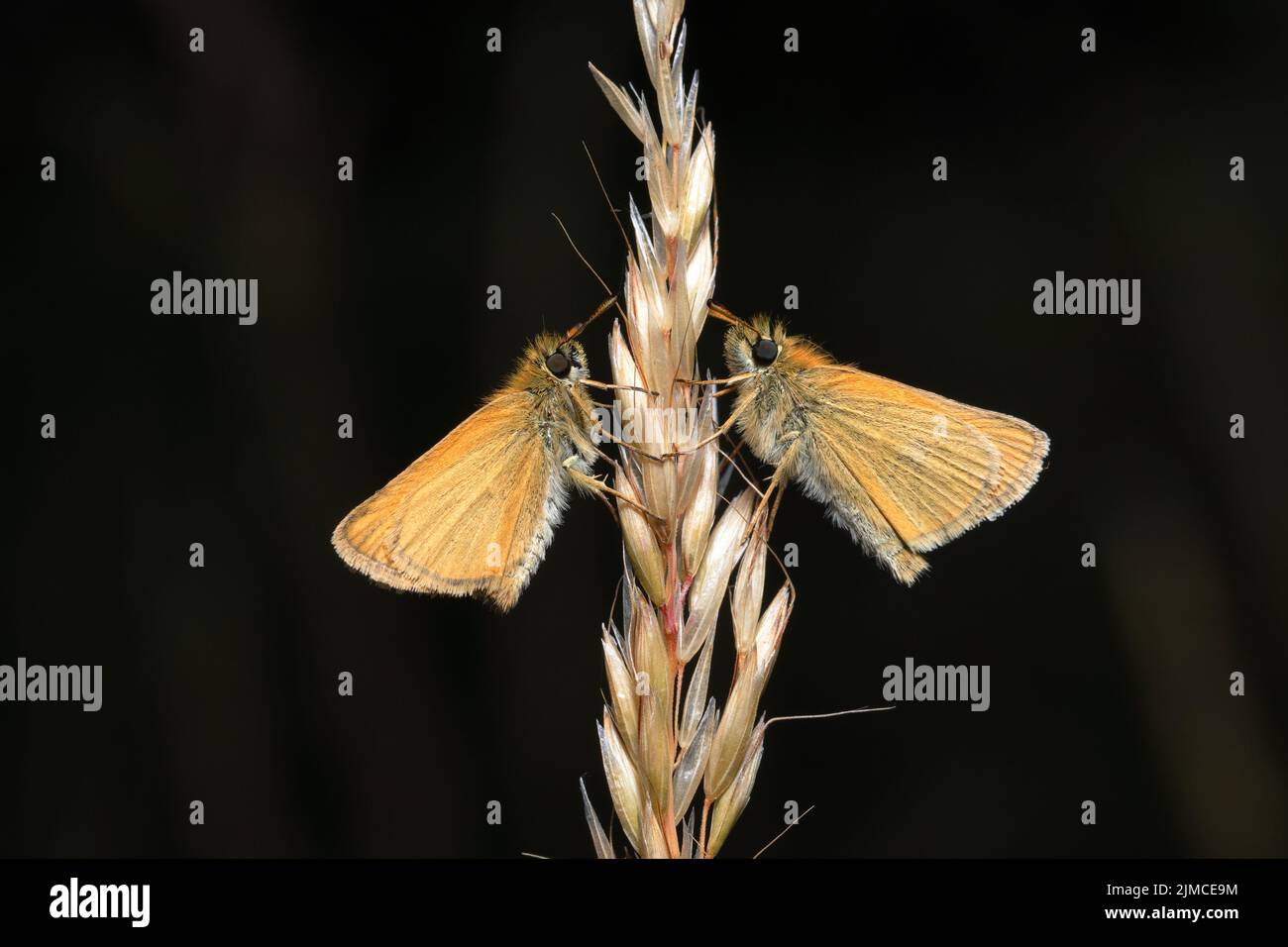 I piccoli Skippers sono farfalle di alta estate. Anche se trascorrono gran parte del loro tempo a crogiolarsi o riposarsi tra la vegetazione, sono meravigliosi volantini. Foto Stock