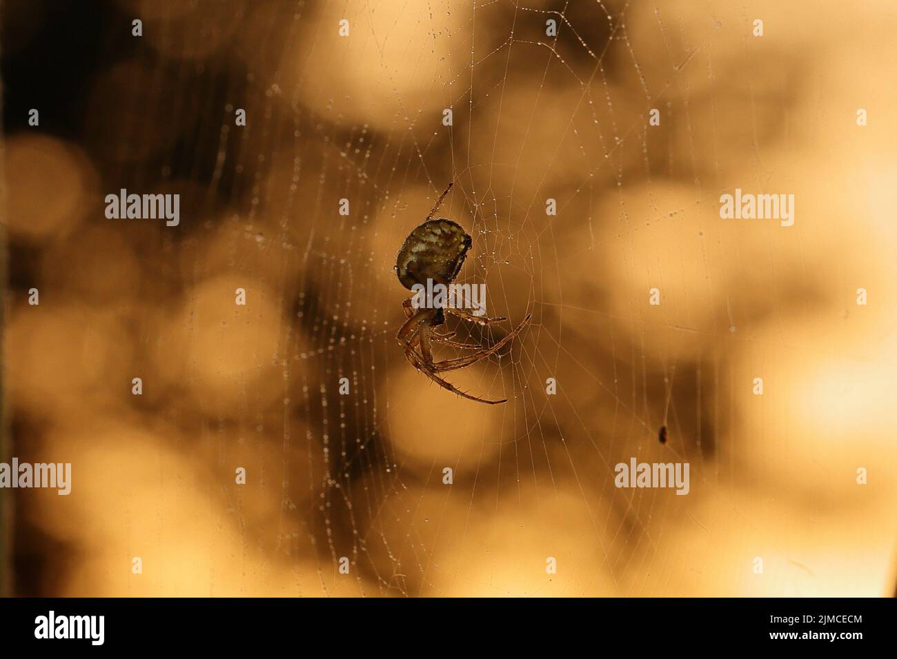 Neoscona adianta (bordered Orbweaver) Un ragno di medie dimensioni con coppie di segni bianchi e obliqui al centro dell'addome. Foto Stock