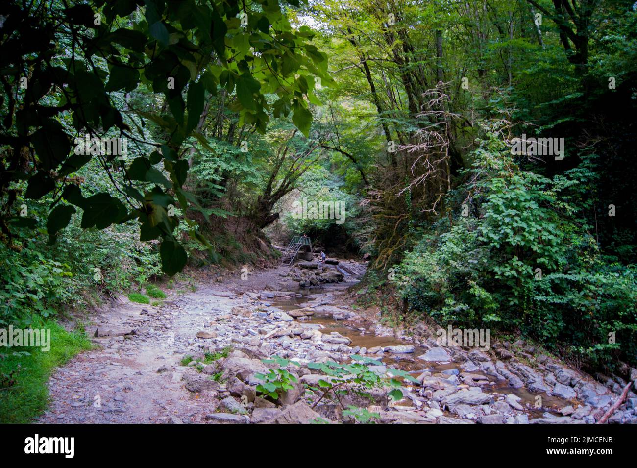 Foto orizzontale - una foresta magica. Vecchi alberi coperti di muschio sulle rive di un fiume di montagna. Foto Stock