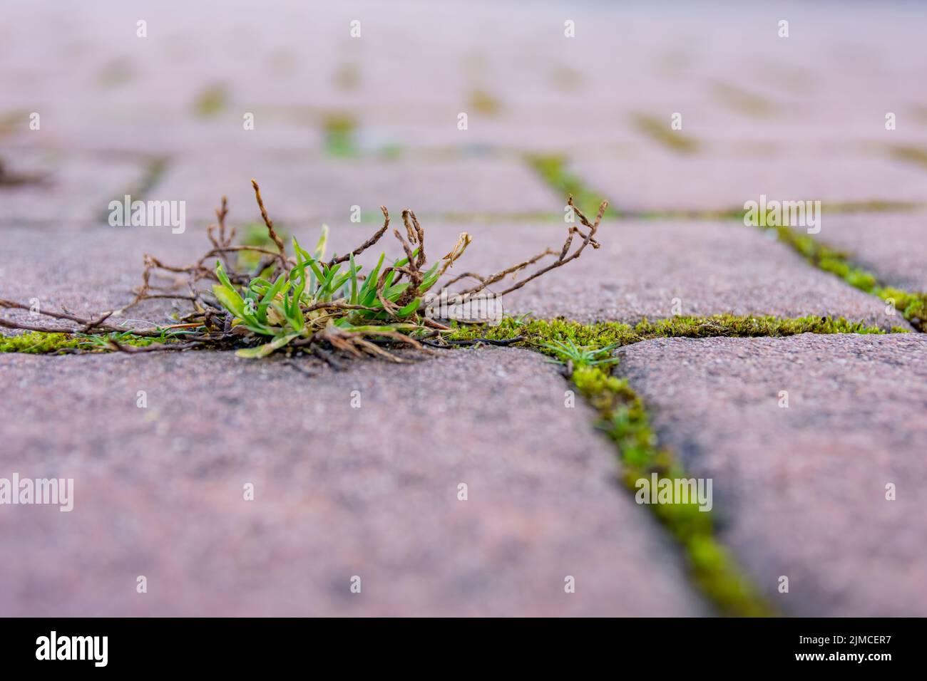 Grumo di erba e muschio in pietre di pavimentazione Foto Stock