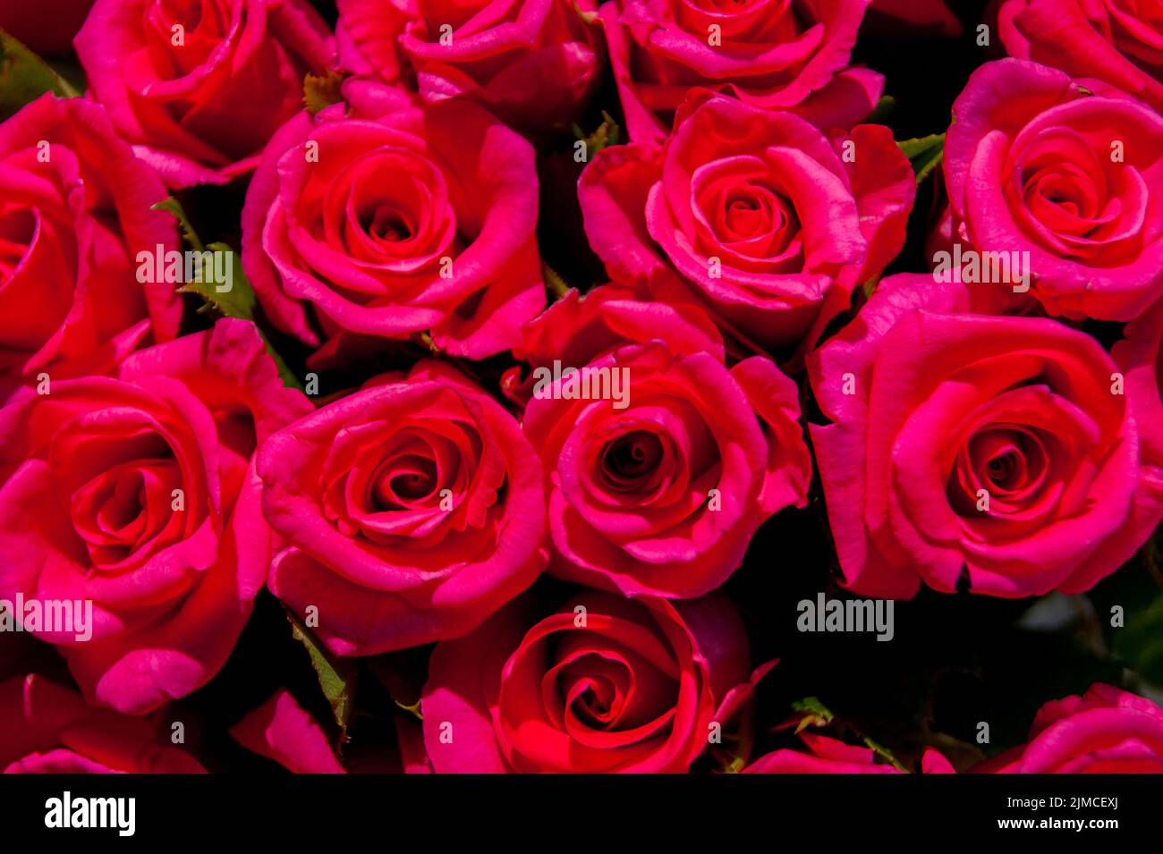 Lo sfondo è rosa rossa. Foto orizzontale. Regalo, bouquet, buon San Valentino, San Valentino Foto Stock