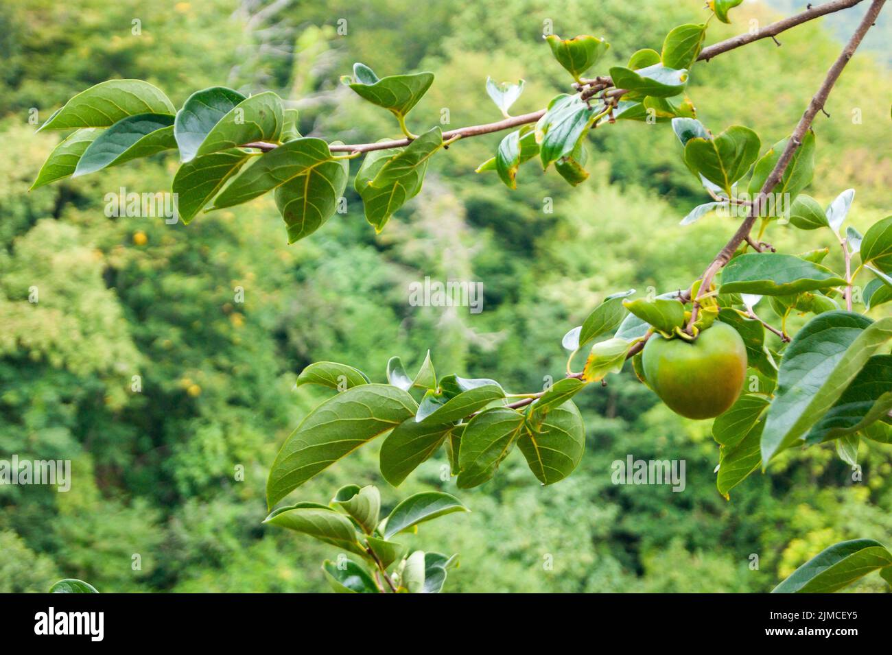 Estate, Caucaso, mezzogiorno, felicità. Foto orizzontale. Verde. Foto Stock