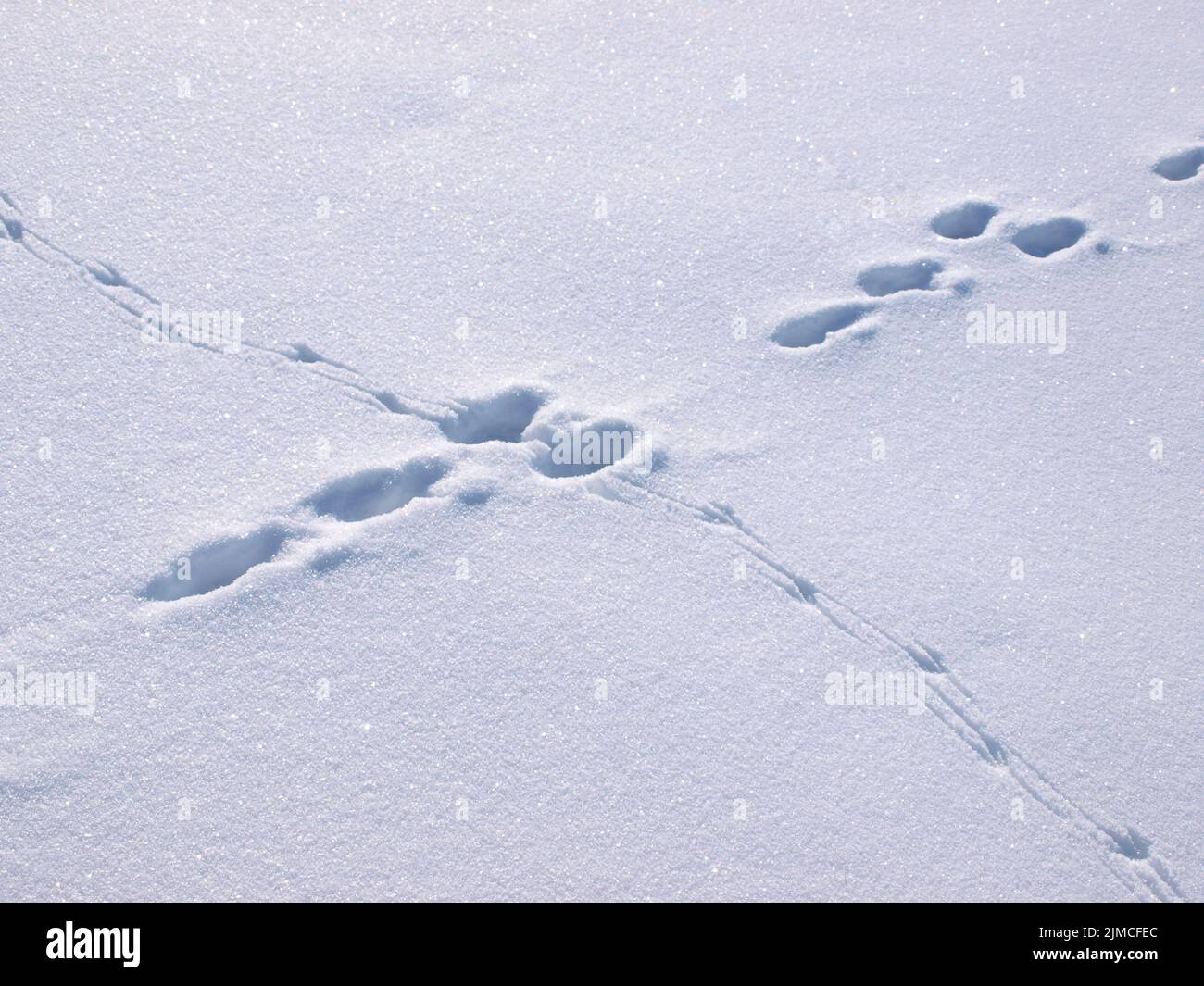 La pista Lepre attraversa la pista dei corvo nella neve Foto Stock