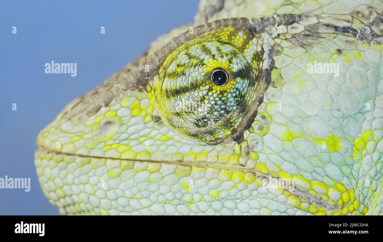 Primo piano ritratto di camaleonte velato (Chamaeleo calyptratus) su sfondo cielo blu. Camaleonte velato, camaleonte con testa a cono o camaleonte dello Yemen. Foto Stock